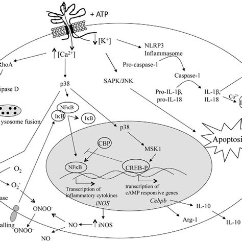 Single Nucleotide Polymorphisms Identified In The Human P2x 7 Receptor