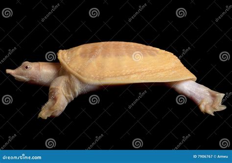 Albino Softshell Turtle