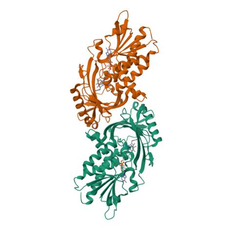 RCSB PDB 2E82 Crystal Structure Of Human D Amino Acid Oxidase