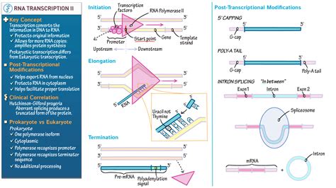 Biochemistry Transcription Part Ii Ditki Medical And Biological Sciences