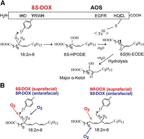 Illustration Of The Sequential Biosynthesis Of Allene Oxides From