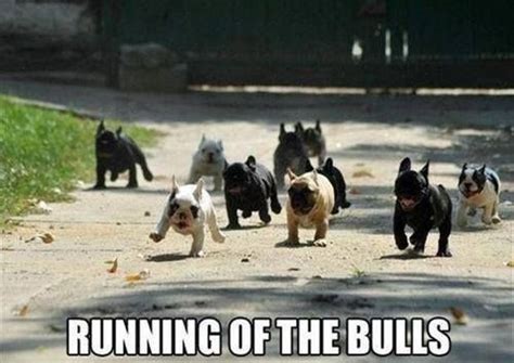 10 Best French Bulldog Memes of All Time