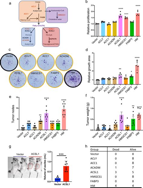 Acsl Enhances Ovarian Cancer Cell Growth Spheroid Formation And