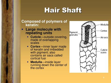 Hair Shaft Diagram Milady