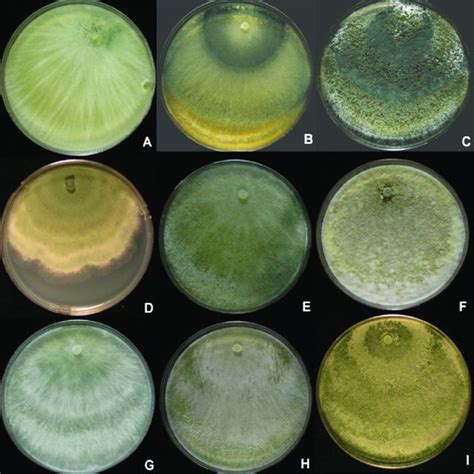 Trichoderma Sp Cbs A Pustules From Cmd B E F Conidiophores