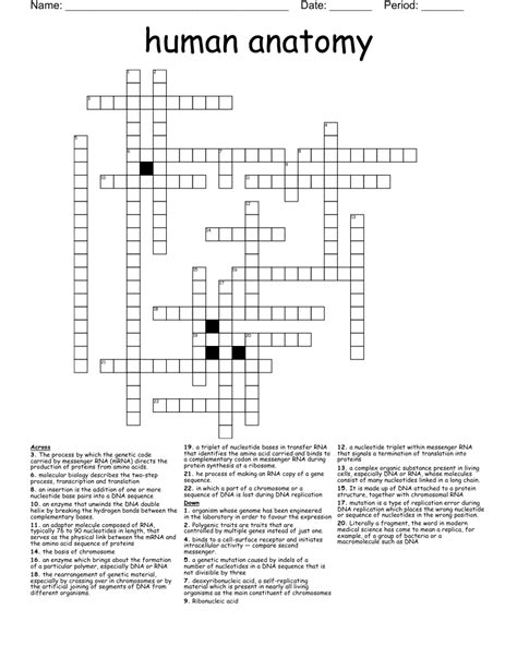 Anatomy Crossword Puzzles With Answers