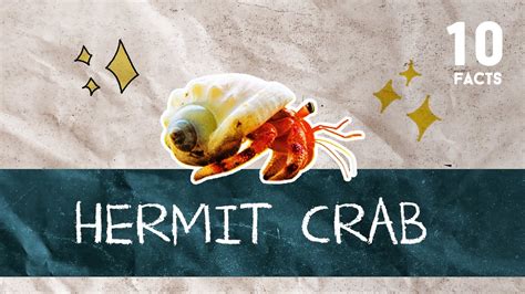 Facts About Hermit Crab Youtube