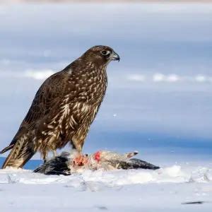 Gyrfalcon - Facts, Diet, Habitat & Pictures on Animalia.bio