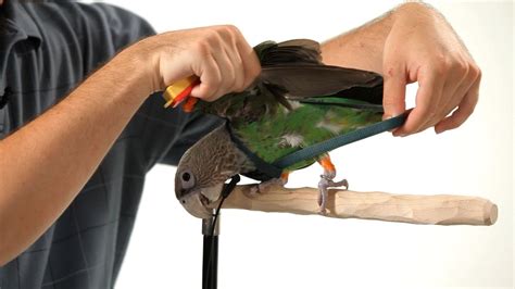 How To Put A Harness On Your Parrot Parrot Training Youtube