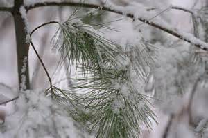 Residents react to the latest Weather Larchmont NY snowfall forecast