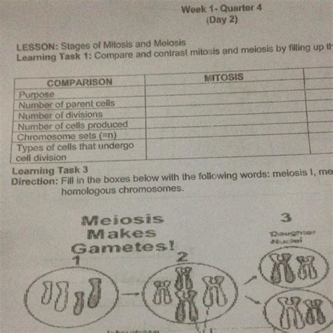 Learning Task 1 Compare And Contrast Mitosis And Meiosis By Filling Up