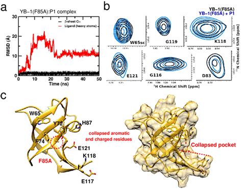 Figure Supplement 2 Mapping The Effect Of F85A Mutation On P1 Binding