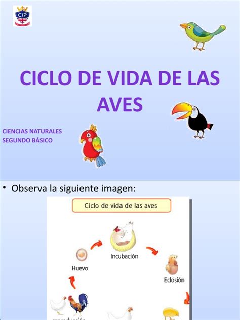 Ciclo De Vida De Las Aves Pdf