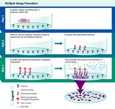 Elispot Assay Principle R D Systems