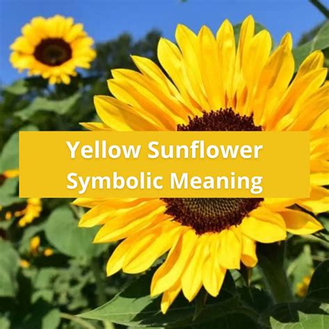 Yellow Sunflower Symbolic Meaning