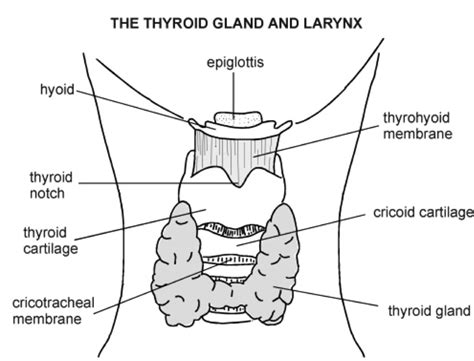 Testing Your Thyroid The Definitive Guide To Thyroid Lab Tests And