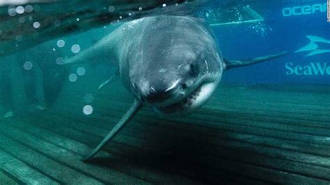 A Shark Tracking App Showed 6 Great Whites Off Floridas Coast Experts