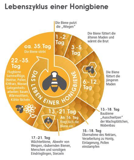 Wie Lange Leben Bienen Lebenszyklus Der Honigbiene Bee Careful
