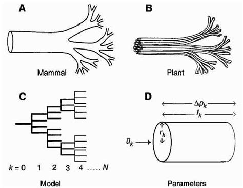 Figure From Allometric Scaling Laws And The Derivation Of The Scaling