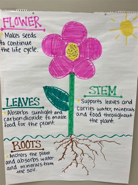 Parts Of A Plant Anchor Chart