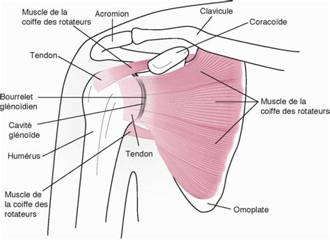 Douleurs d épaules Pourquoi avons nous mal Be Athletik