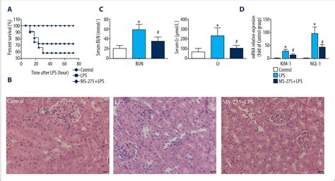 Figure 1 From The Nephroprotective Effect Of Ms 275 On