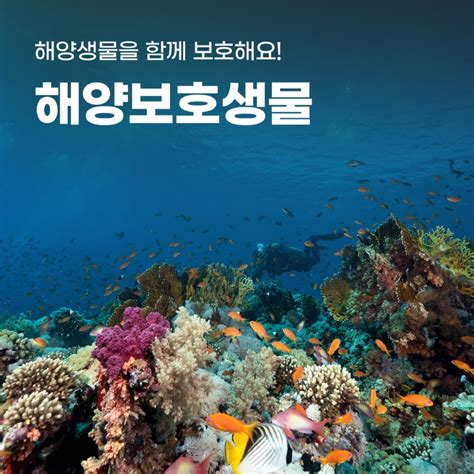 해양생물을 함께 보호해요 해양보호생물 해양웹진 Seaand 해양웹진 Seaand