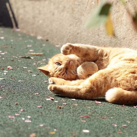 日本摄影师奇特的流浪猫拍照姿势，暖心上线~财经头条