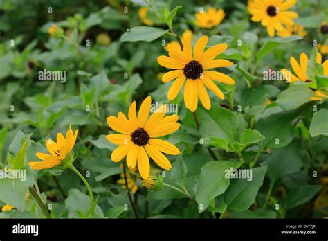 Asteraceae Species Fotos Und Bildmaterial In Hoher Aufl Sung Alamy