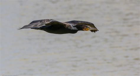 Great Cormorant Phalacrocorax Carbo Great Cormorant Pha Flickr