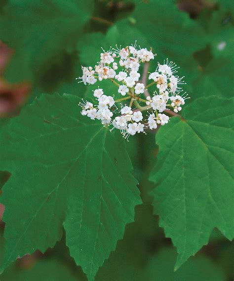 Shade-Loving Shrubs for the South - Fine Gardening