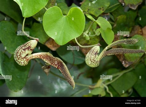 Aristolochia High Resolution Stock Photography And Images Alamy