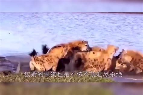 鬣狗群围攻母狮，雄狮大怒，直接上去咬死了鬣狗首领鬣狗雄狮