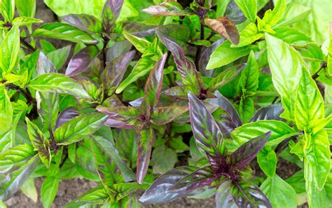 15 Exciting Basil Varieties To Grow In Your Herb Garden