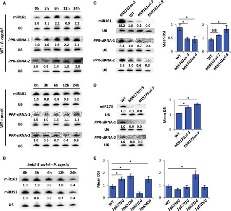 A Phytophthora Effector Suppresses Trans Kingdom Rnai To Promote Disease Susceptibility Cell