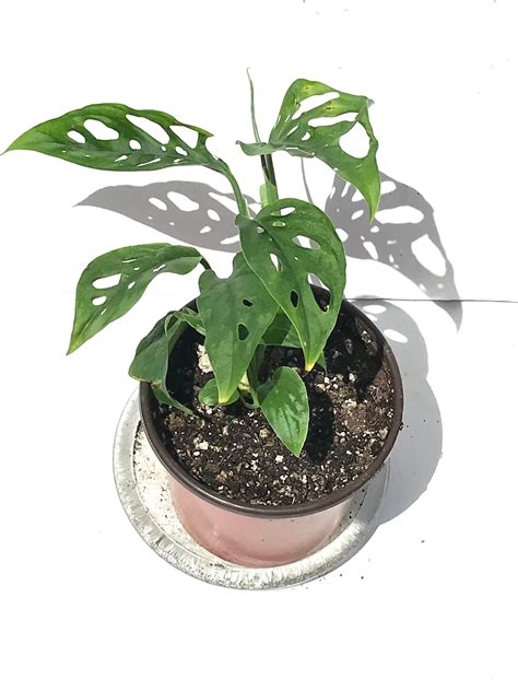 Philodendron Swiss Cheese Plant Swiss Cheese Plant Monstera Etsy Indoor Vines Plants