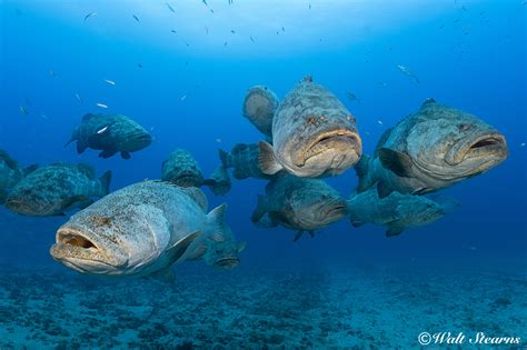 Floridas Goliath Grouper Under Fire