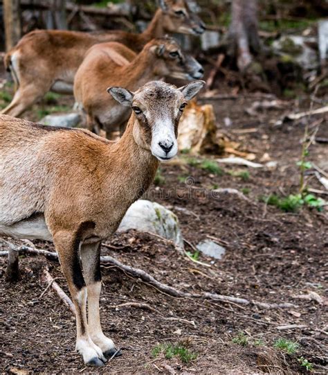 Mouflon Ovis Orientalis Forest Horned Animal In The Nature Habitat