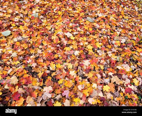 Fallen Leaves On The Forest Floor Wide Brightly Coloured Leaves Litter