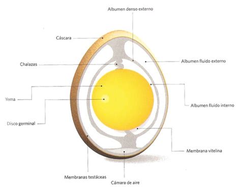 Conoce Las Partes De Un Huevo