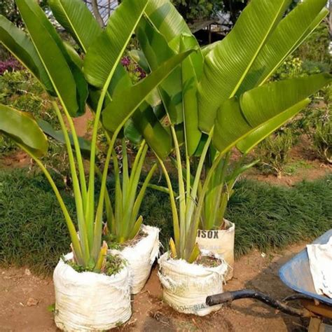 Jual Tanaman Hias Outdoor Pisang Kipas Pohon Pisang Kipas Pisang Kipas