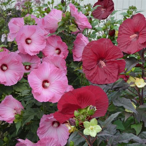 Cottage Farms Direct Sun Giant Hardy Hibiscus Rose Mallow Duo 2pc