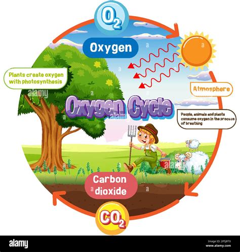 Diagrama Del Ciclo De Oxígeno Para La Ilustración De La Educación De La