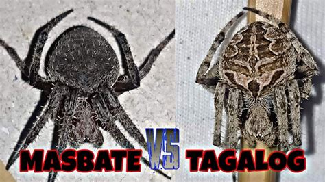 Masbate Vs Tagalog Spider Fight Youtube