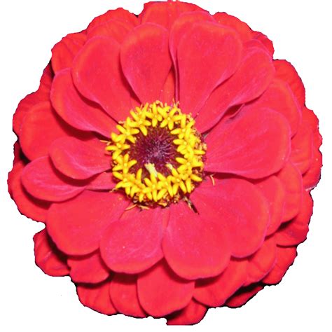 Free Flower Clipart