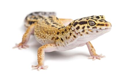 5 Exotic Pets That Are Good For Kids Atlanta Parent