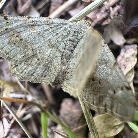 Faint Spotted Angle In May By Moth Weaver Inaturalist