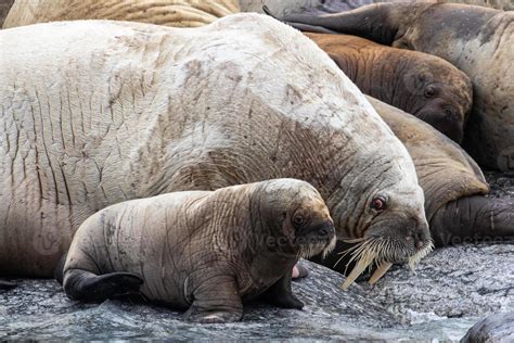 Baby Walrus Stock Photos, Images and Backgrounds for Free Download