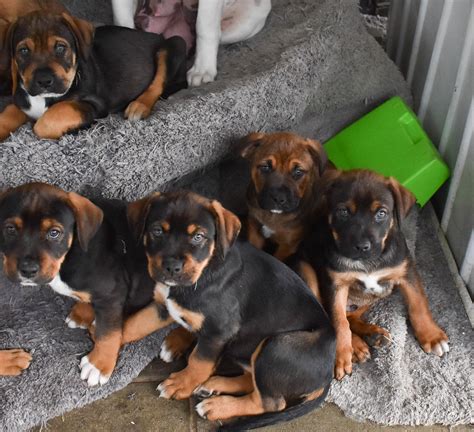 Rottweiler Cross American Bully - Maddington - PetsForHomes