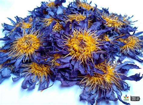 Egyptian Blue Lotus Flowers 100% Organic Whole Flowers and - Etsy